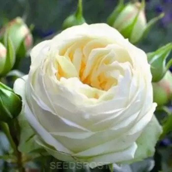 Саженец Розы Спрей "Ноктюрн", 1 шт, Весна 2025