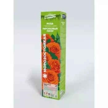 Саженец Розы Спрей "Персиковый ликер", мини-роза, 1 шт, Весна 2023