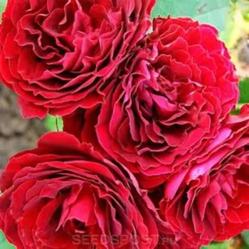 Саженец Розы Спрей "Саммер дей", миниатюрная, кустовая, 1 шт, Весна 2023