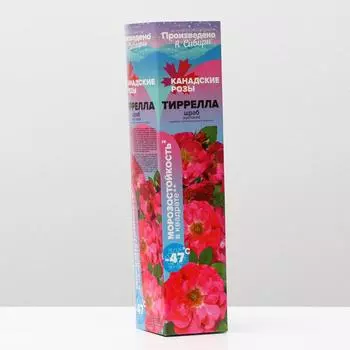 Саженец розы Тиррелла, 1 шт, Весна 2024