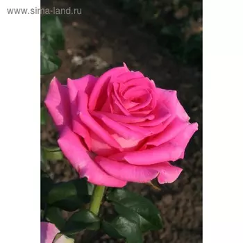 Саженец розы Топаз, Весна 2023, 1 шт.