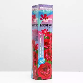 Саженец розы Ванкувер Весна 2023, 1 шт.