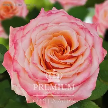 Саженец розы Венеция Серия "Премиум", 1 шт, Весна 2022