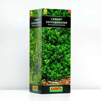 Саженец Самшит вечнозеленый Ротундифолия (P9), 1 шт, Весна 2024