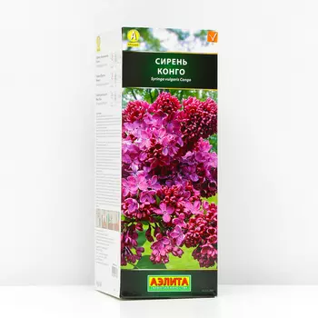 Саженец Сирень Конго (P9), 1 шт, Весна 2024