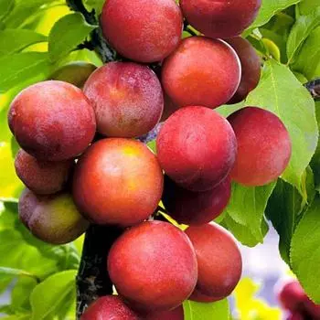 Саженец Слива привитая Вега, Горшок 9*9*14, Лето 2024