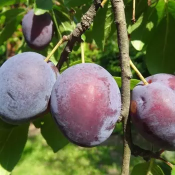 Саженец Слива привитая Ксения, Горшок 9*9*14, Лето 2024