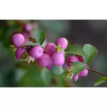 Саженец Снежноягодник доренбоза "Magical Purple Pride", Горшок P9, Лето 2024