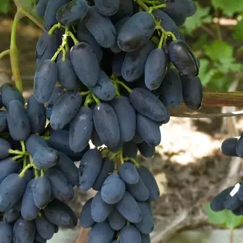 Саженец Виноград "Академик Авидзба", туба, Весна 2025