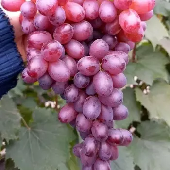 Саженец Виноград "Алиса", туба, Весна 2025