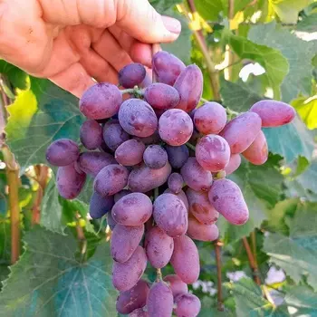 Саженец Виноград "Аметистовый", туба, Весна 2025