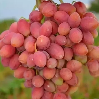 Саженец Виноград "Анжелика", туба, Весна 2025