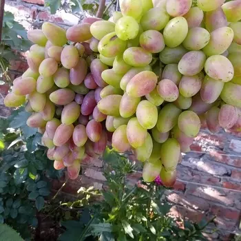 Саженец Виноград "Арочный", туба, Весна 2025