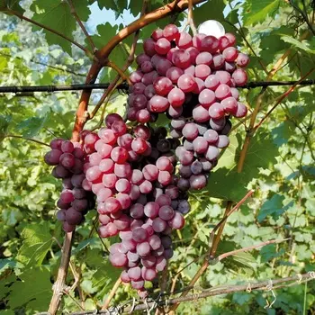 Саженец Виноград "Аксайский Кишмиш", туба, Весна 2025