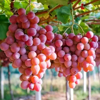 Саженец Виноград "Азалия", туба, Весна 2025