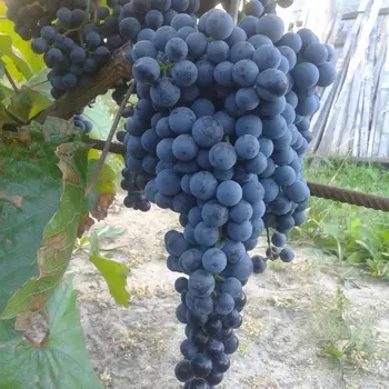 Саженец Виноград "Черный Потапенко Кишмиш", туба, Весна 2025