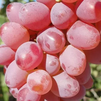 Саженец Виноград "Цвет Сакуры кишмиш", туба, Весна 2025