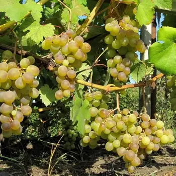 Саженец Виноград "Галбена Ноу", туба, Весна 2025