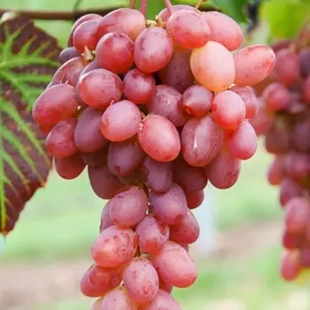 Саженец Виноград "Гурман", туба, Весна 2025