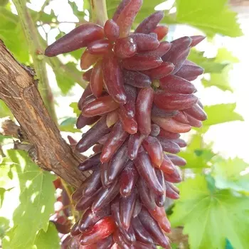 Саженец Виноград "Хэллоуин кишмиш", туба, Весна 2025