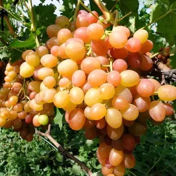 Саженец Виноград "Хамелеон", туба, Весна 2025