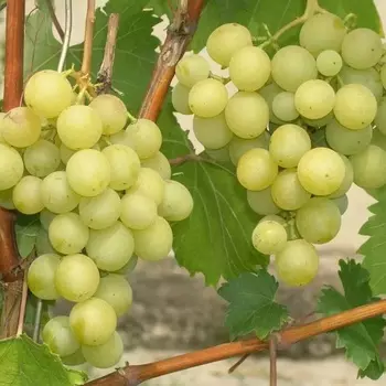 Саженец Виноград "Инга", туба, Весна 2025