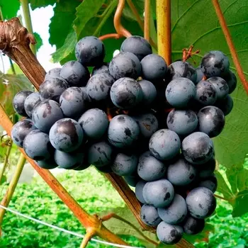 Саженец Виноград "Юодупе", туба, Весна 2025