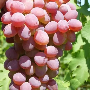 Саженец Виноград "Кира", туба, Весна 2025