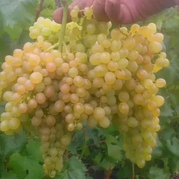 Саженец Виноград "Кишмиш 342 (венгерский)", туба, Весна 2025