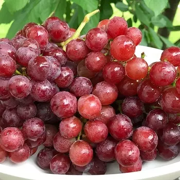 Саженец Виноград "Красная роза", туба, Весна 2025