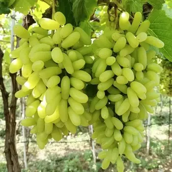 Саженец Виноград "Ламборджини кишмиш", туба, Весна 2025