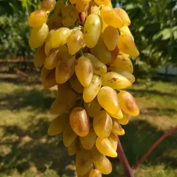 Саженец Виноград "Леди Патриция", туба, Весна 2025