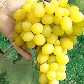 Саженец Виноград "Макси", туба, Весна 2025