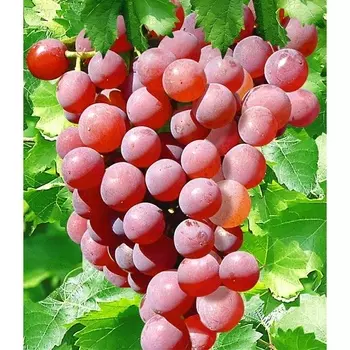 Саженец Виноград "Минский розовый", туба, Весна 2025