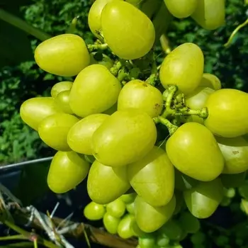 Саженец Виноград "Надежда Аксайская", туба, Весна 2025