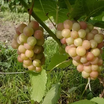 Саженец Виноград "Паланга", туба, Весна 2025