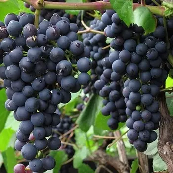 Саженец Виноград "Памяти Домбковской", туба, Весна 2025