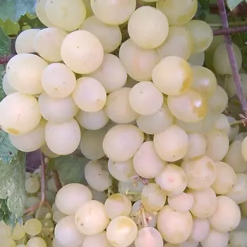 Саженец Виноград "Памяти Шатилова", туба, Весна 2025