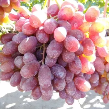 Саженец Виноград "Преображение", туба, Весна 2025