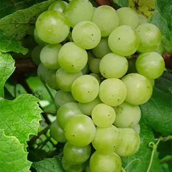 Саженец Виноград "Сэле", туба, Весна 2025