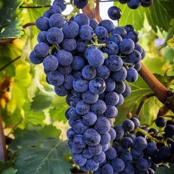 Саженец Виноград "Северный плечистик", туба, Весна 2025