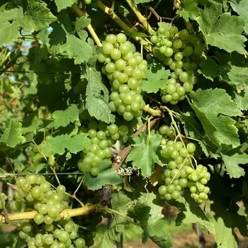 Саженец Виноград "Шасла Гайлюнаса", туба, Весна 2025