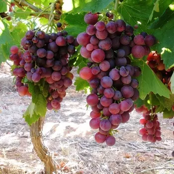Саженец Виноград "Свенсон Ред Кишмиш", туба, Весна 2025