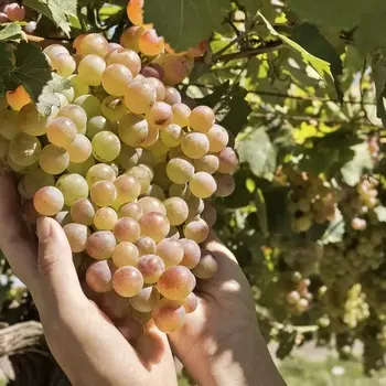 Саженец Виноград "Триумф", туба, Весна 2025