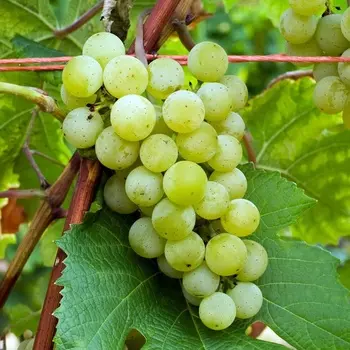 Саженец Виноград "Велдзе", туба, Весна 2025