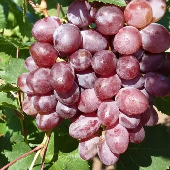 Саженец Виноград "Виктория", туба, Весна 2025