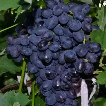 Саженец Виноград "Забава", туба, Весна 2025