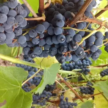 Саженец Виноград "Загадка Шарова", туба, Весна 2025