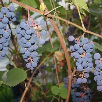 Саженец Виноград "Зилга", туба, Весна 2025