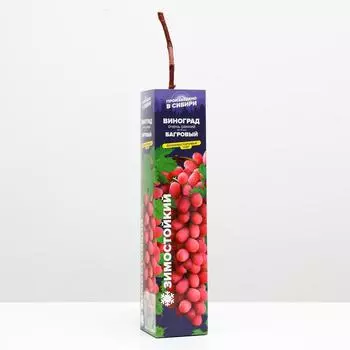 Саженец винограда Багровый, Весна 2025 1 шт.